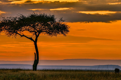 Silhouette tree on field against sky during sunset