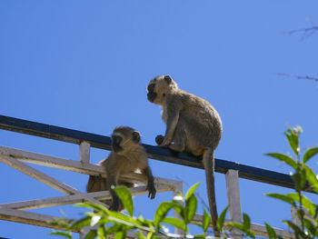 Low angle view of monkey against clear blue sky