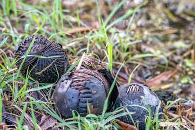 High angle view of shell on field