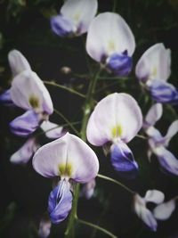 Close-up of purple flowers blooming outdoors