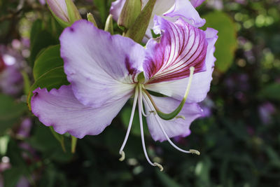 Close-up of pink flowering plant