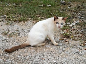 High angle view of cat