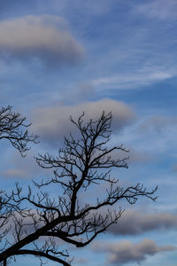 Low angle view of silhouette bare tree against sky