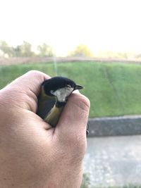 Close-up of hand holding small bird