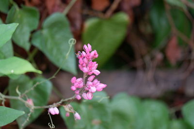 Close-up of pink flowering plant