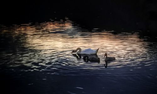 View of ducks swimming in lake