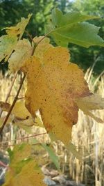 Close-up of autumnal leaves