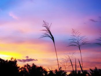 Silhouette bare trees against sky during sunset