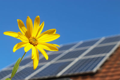 Close-up of yellow flower against blue sky