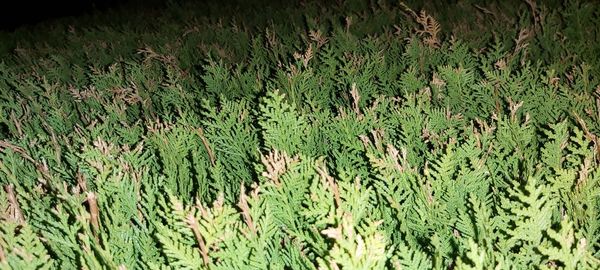 Full frame shot of plants growing on land