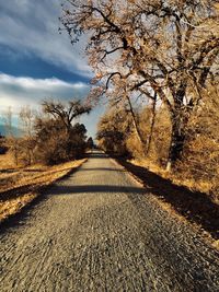 Surface level of road along trees