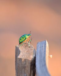 Close-up of insect perching on wood against sky during sunset