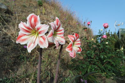 Close-up of pink flowers blooming against sky