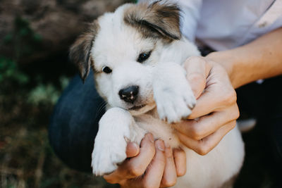 Close-up of hand holding puppy