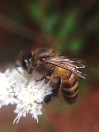Close-up of insect on flower