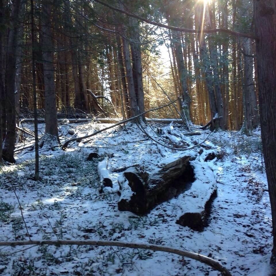 tree, forest, tree trunk, woodland, nature, animal themes, tranquility, snow, winter, water, log, cold temperature, tranquil scene, sunlight, beauty in nature, fallen tree, wood - material, no people, non-urban scene, day