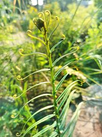 Close-up of plant growing on field