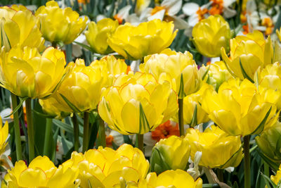 Close-up of yellow tulips