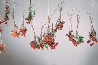 The drying process of wild strawberries on a twig. herbal treatment. healthy eating. detox diet.