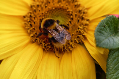 Close-up of bee pollinating on flower