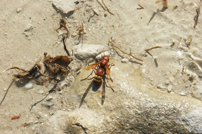 High angle view of insect on sand