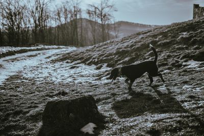 Dog in winter against sky