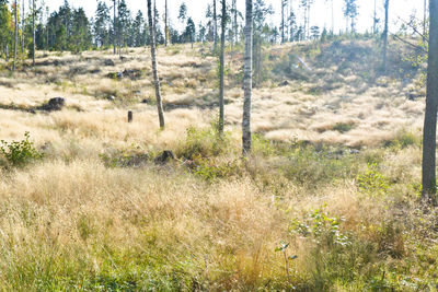 Trees on countryside landscape