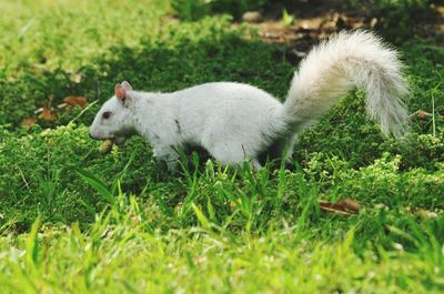 animal