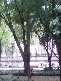 Trees by lake in park during rainy season