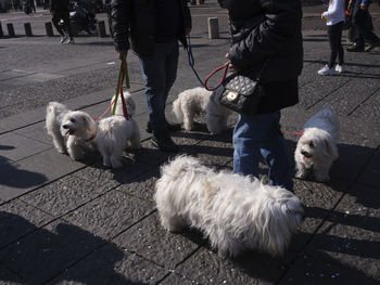 Two dogs walking on footpath