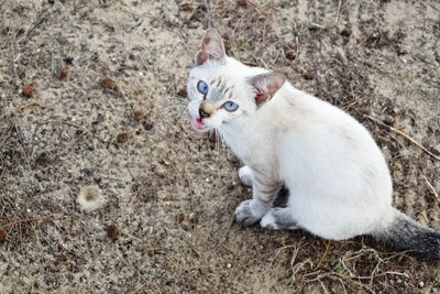 High angle portrait of angry cat on field