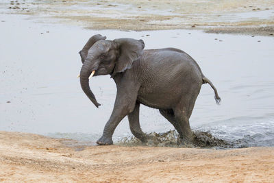 Elephants drinking water