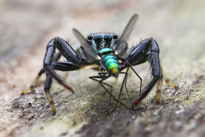 Close-up of insect