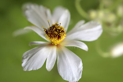 Close-up of white flower