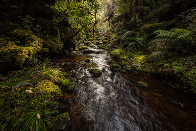 Stream flowing in forest