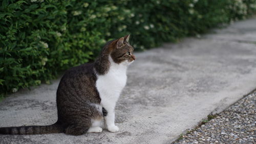 Cat sitting on footpath