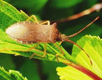 Close-up of insect on leaf