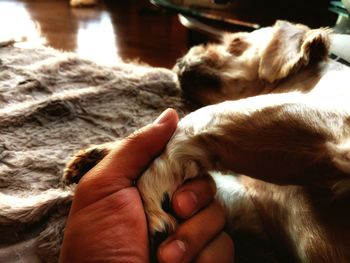Close-up of hand feeding cat