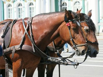 Horse cart on street against building