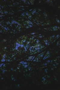 Low angle view of tree against sky at night