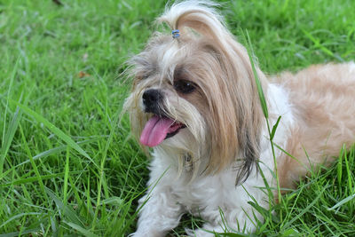 Portrait of a dog on field