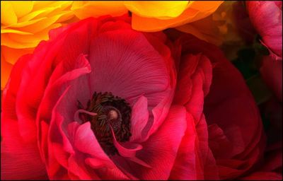 Close-up of red flower blooming outdoors