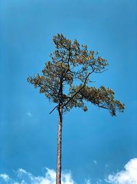 Low angle view of tree against blue sky