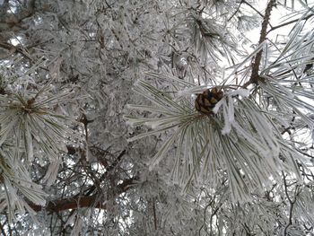 Close-up of insect on tree