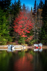 Scenic view of lake in forest during autumn