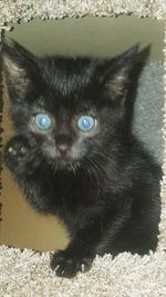 Close-up portrait of black cat