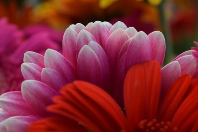 Close-up of pink flower