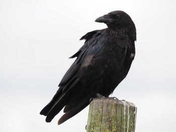 Low angle view of bird perching against sky