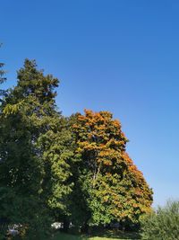 Low angle view of trees against clear blue sky