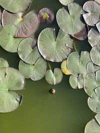 Water lily in lake